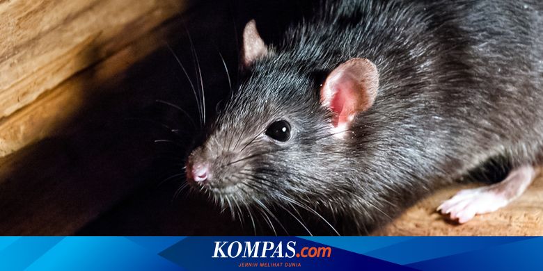 Cara Tikus Masuk ke Rumah yang Perlu Diwaspadai