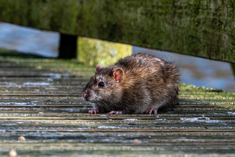 Tikus adalah salah satu hewan yang dapat menularkan penyakit Leptospirosis