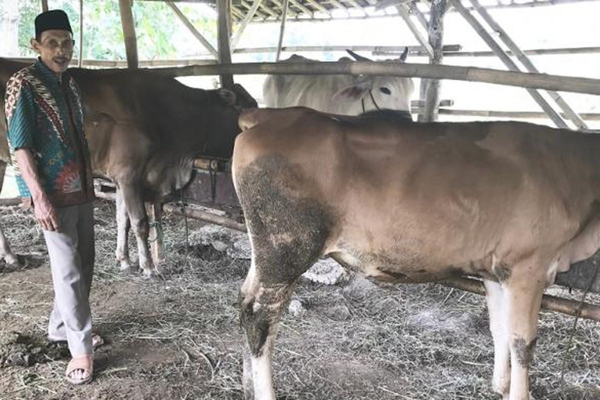 Ketua Kelompok Tani Ternak Sapi Potong Mekar Tani II, Kanta, dengan sapi ternaknya di Jonggol, Jawa Barat. Foto diambil pada  Kamis (2/3/2017).