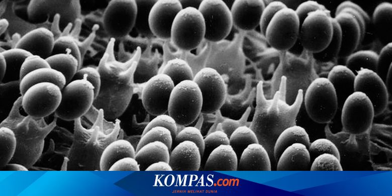 https sains kompas com read 2017 08 02 171706023 setelah 100 tahun teka teki yang bikin pusing ahli jamur terpecahkan page all