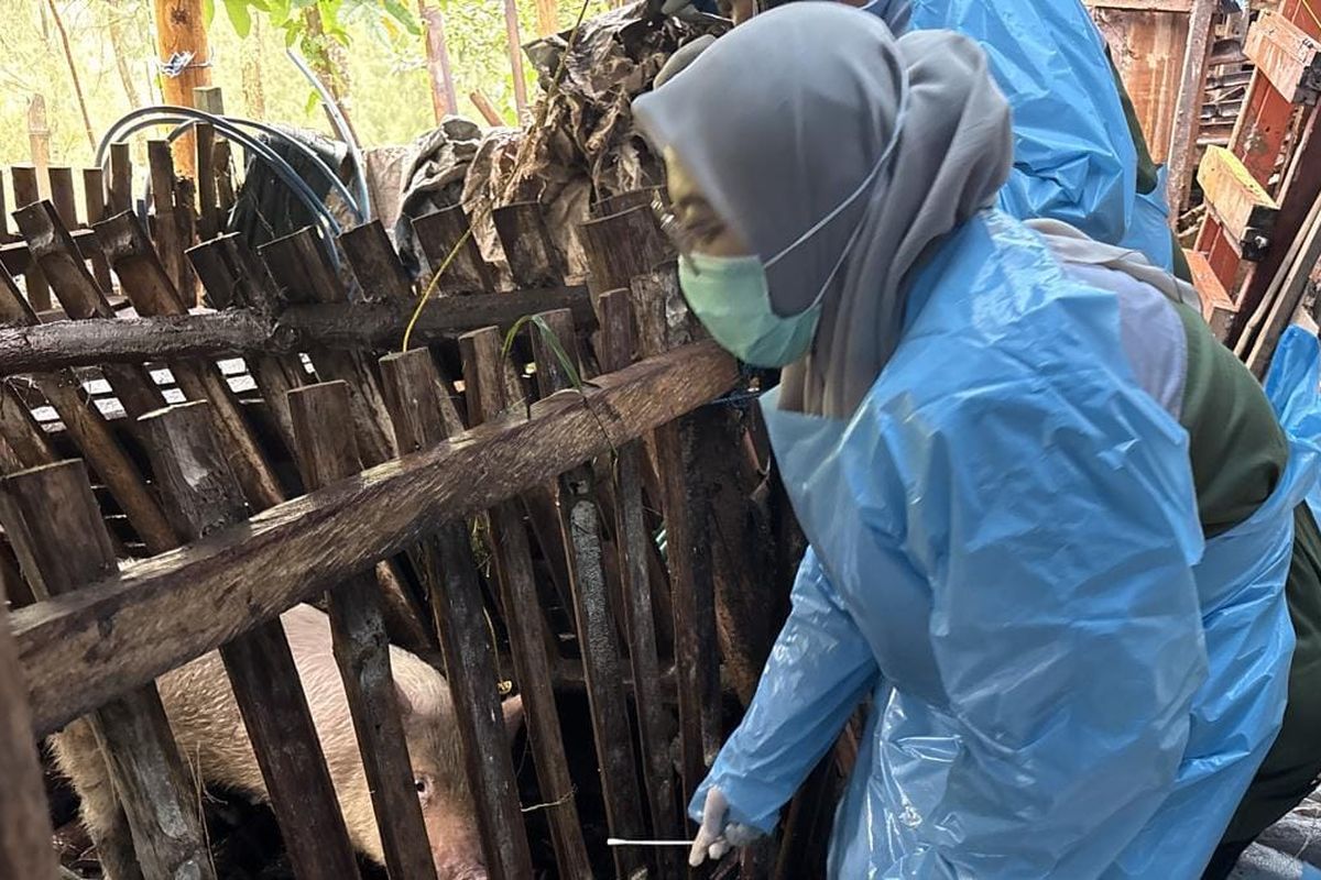 Petugas dari Dinas Pertanian dan Kesehatan Hewan Kabupaten Pasuruan mengambil sampel darah babi untuk mengetahui penyebab kematian babi secara mendadak, Senin (10/02/2025).