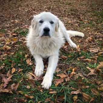 Ilustrasi ras anjing Great Pyrenees. 