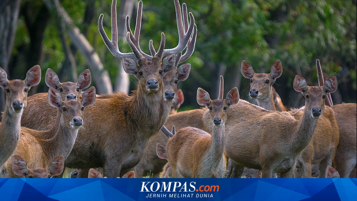 Inovasi ”Velvet” Rusa Timor