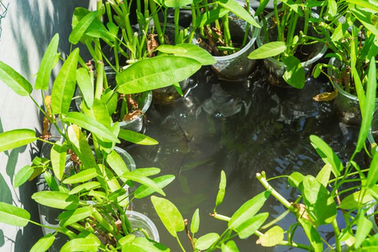 Ilustrasi kangkung air