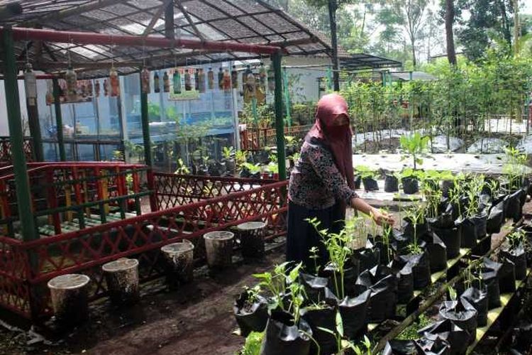 Seorang petani tergabung Kelompok Wanita Tani Sehati pemanfaatan pekarangan pangan saat memetik hasil panen sayuran di Dukuh Dukorejan Desa Urut Sewu Kecamatan Ampel Boyolali, Kamis (4/2/2021) 