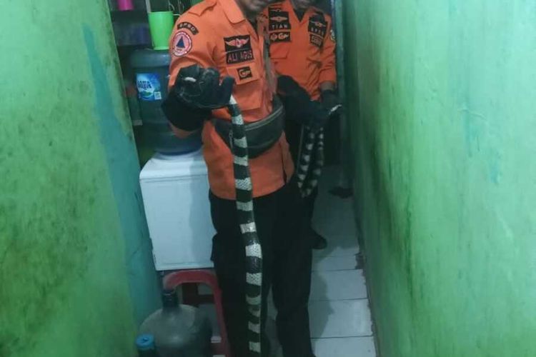 Petugas BPBD mengevakuasi dua ekor ular berbisa jenis weling yang ditemukan masuk ke rumah warga Kelurahan Pakansari, Kecamatan Cibinong, Kabupaten Bogor, Jawa Barat, Rabu (6/7/2022) pagi.