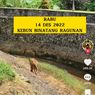 Video Viral Harimau Benggala di Ragunan Tampak Kurus, Ini Penjelasan Pengelola