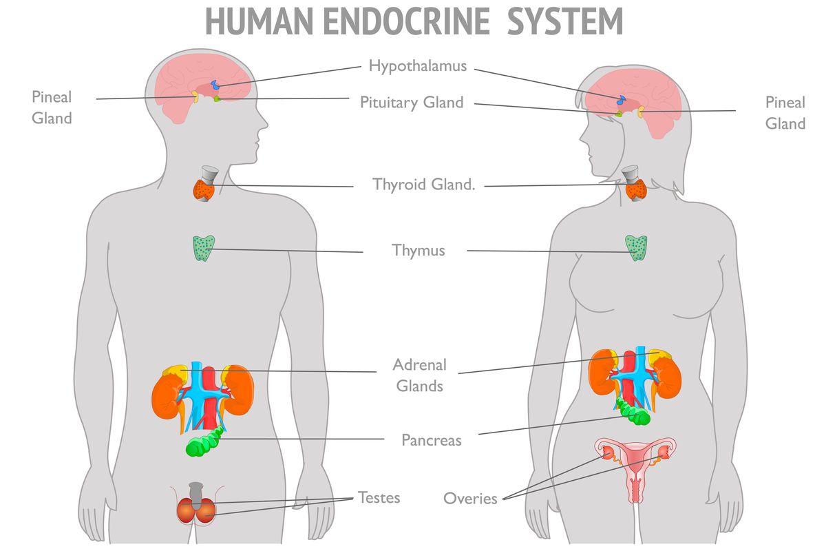 Ilustrasi kelenjar endokrin yang mengatur hormon manusia
