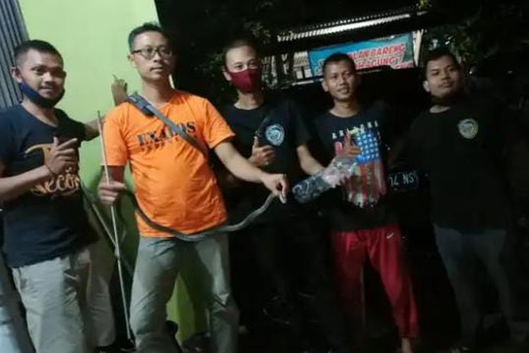 Anggota Exalos Indonesia mengevakuasi seekor ular kobra di rumah warga.