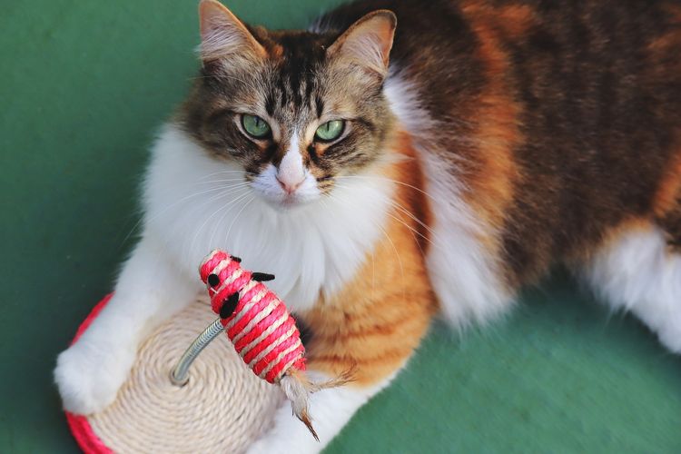 Ilustrasi mainan kucing. Sering luput dari perhatian, mainan hewan peliharaan juga harus dibersihkan secara rutin. 