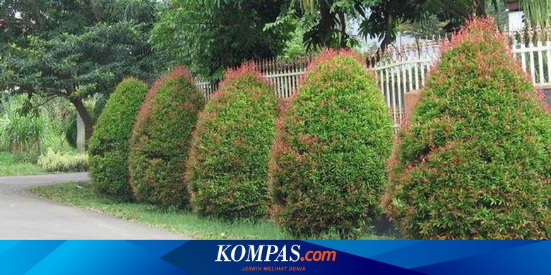 Pucuk Merah Masih Memikat