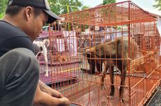 31 Anjing Diselundupkan untuk Dikonsumsi, Pelaku Gunakan Trik Baru