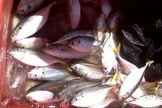 Selama Musim Hujan, Pasokan Ikan di Jakarta Menurun 20 Persen