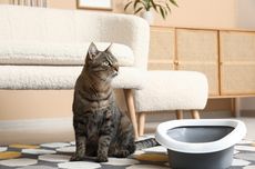 3 Cara Menghilangkan Bau Kencing Kucing dengan Bahan Alami