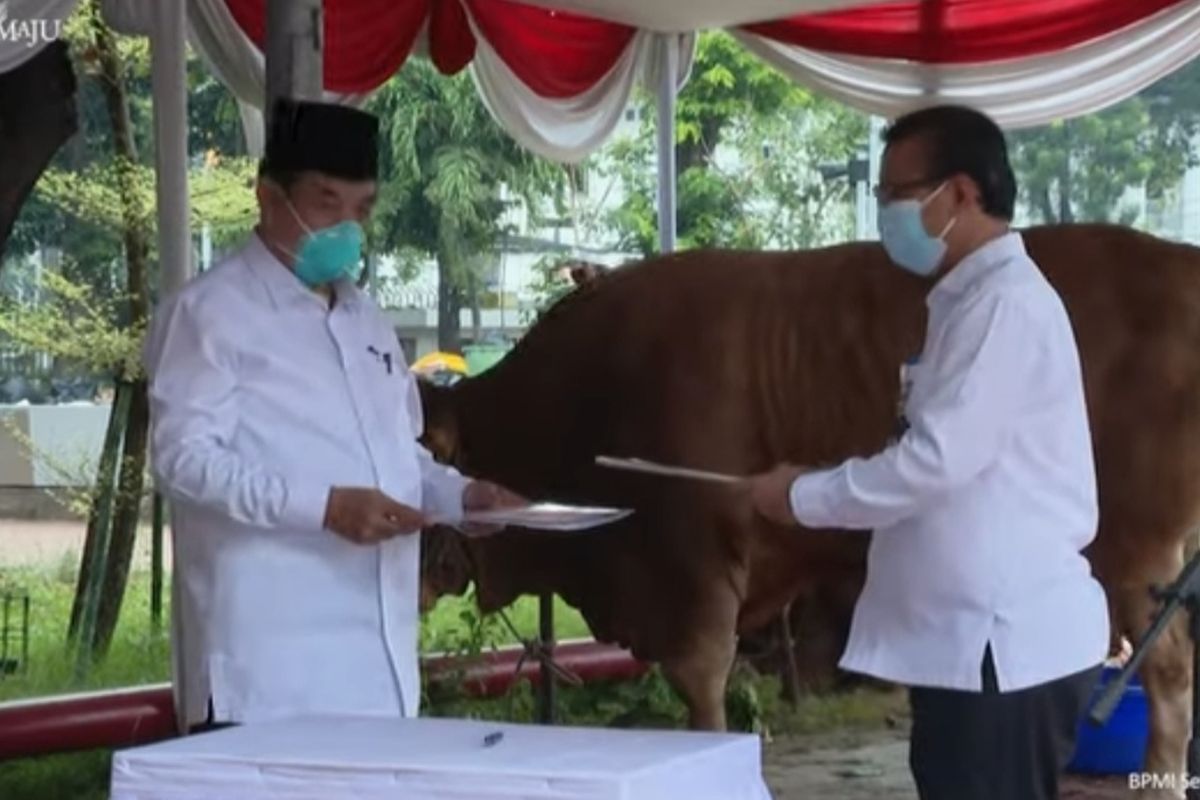 Kepala Biro Administrasi Sekretariat Presiden, Sony Kartiko menyerahkan sapi kurban Presiden Jokowi kepada Ketua Harian Badan Pengelola Masjid Istiqlal, K.H. Asep Syaifuddin, Senin (19/7/2021).