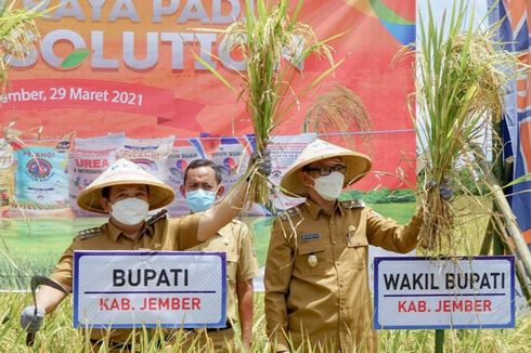 Surplus Beras 200 Ton, Bupati Hendy: Kami Akan Dorong Jember Jadi Lumbung Padi Nasional