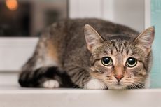 Kenapa Pupil Mata Kucing Membesar dan Melebar?