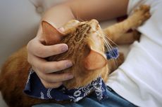 Alasan Kucing Melakukan Gerakan Memijat pada Manusia