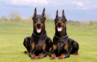 Doberman Jantan Vs Betina, Mana yang Terbaik untuk Anjing ...
