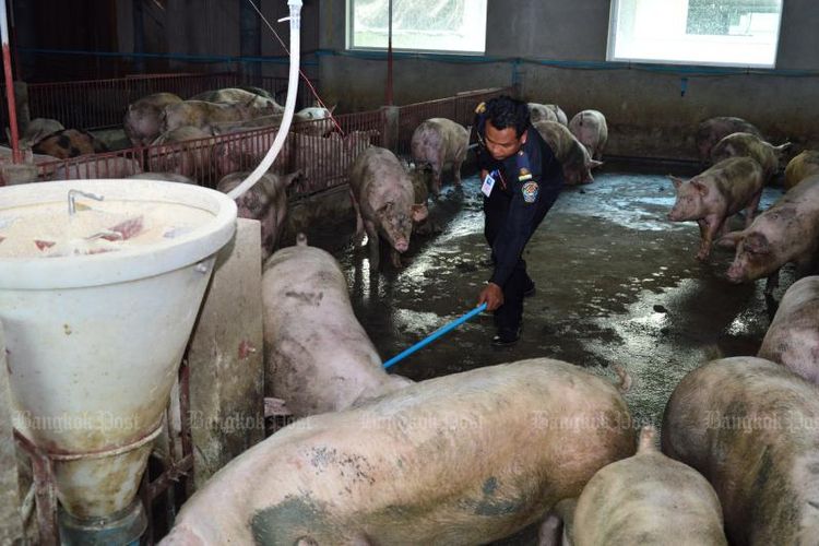 Seorang petugas Kementerian Peternakan di Thailan memeriksa peternakan babi di provinsi Nakhon Pathom, Thailand belum lama ini. Pemerintah Thailand pada Selasa (11/1/2022), mengumumkan temuan kasus demam babi Afrika (ASF) pada sampel usap permukaan yang dikumpulkan di sebuah rumah pemotongan hewan di Provinsi Nakhon Pathom.