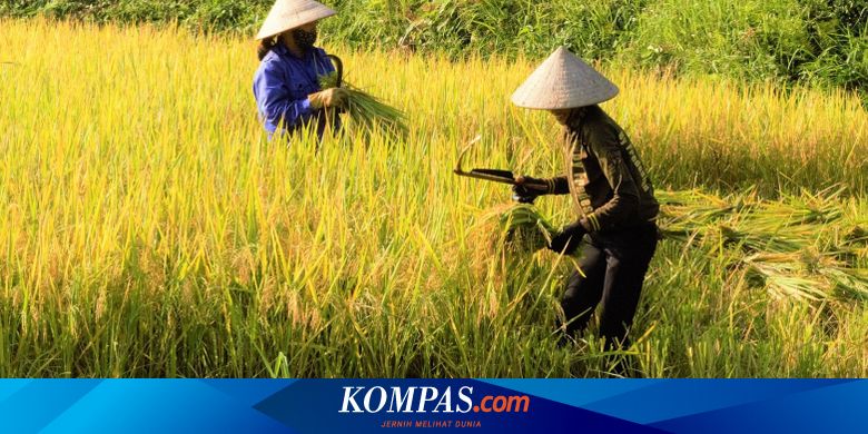 Persatuan Bangsa Johor Padi Tetiba Hidup Di Segamat Facebook