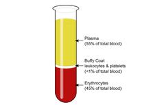 Plasma Darah: Pengertian, Komponen, dan Fungsinya