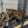 Jual Kucing Kuwuk lewat Jalur Darat, Pria di Sumatera Utara Ditangkap