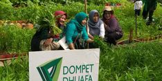 Jakarta Hajatan ke-495, Dompet Dhuafa Gelar Panen Raya Kebun Sehat di Kebayoran Lama