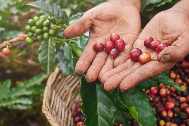 ilustrasi ceri kopi atau buah kopi yang baru dipanen. 