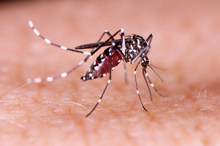 Ilustrasi nyamuk Aedes aegypti. Nyamuk wolbachia adalah sebutan untuk nyamuk yang membawa bakteri wolbachia. Nyamuk Aedes aegypti dengan wolbachia tidak bisa menularkan virus dengue. 