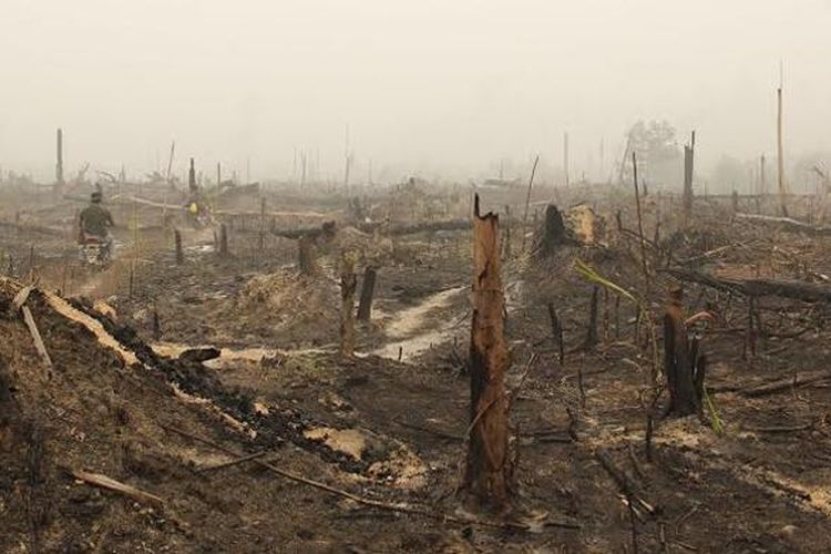 Lahan yang baru saja dibakar di kawasan Taman Nasional Tessa Nilo, Riau.