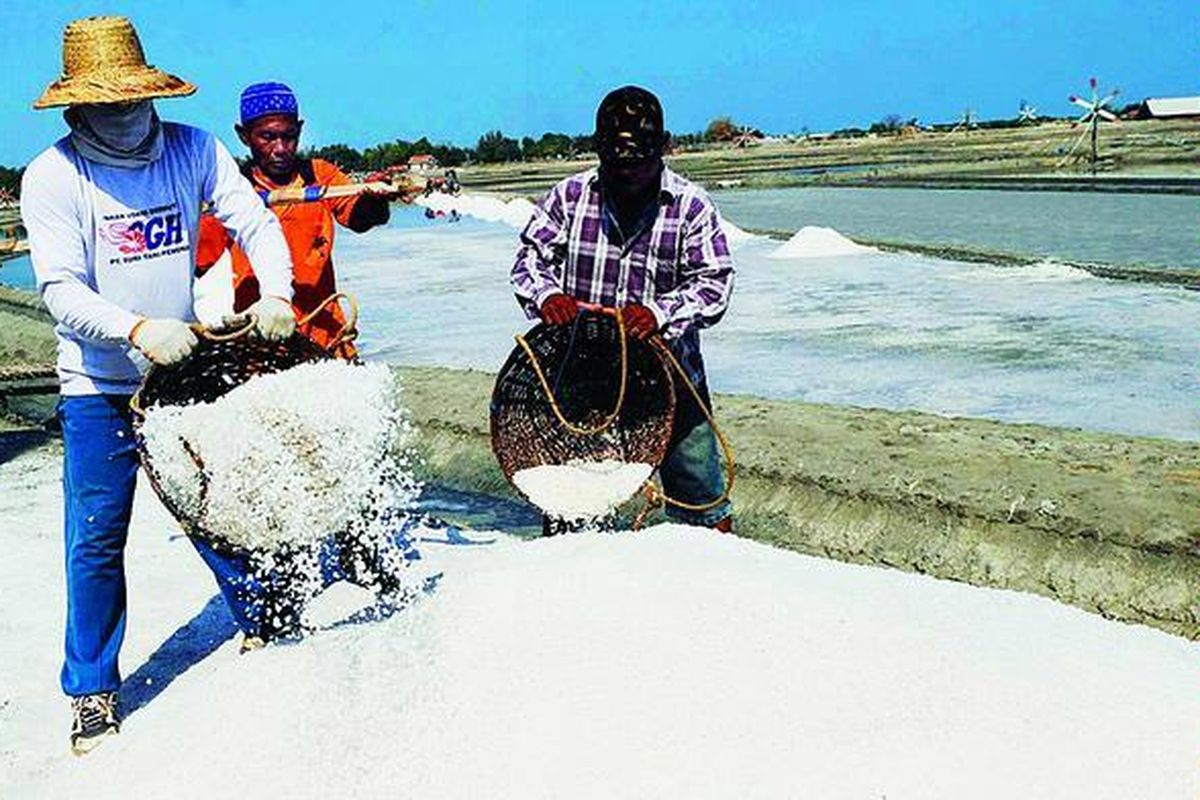 Petani memanen garam di Desa Lembung, Kecamatan Galis, Pamekasan, Jawa Timur, Jumat (16/9). Kebutuhan garam nasional tahun 2011 untuk garam konsumsi sebesar 1,6 juta ton sebagian besar dipasok dari Pulau Madura.