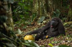 Gorila Ini Bisa Berjalan Tegak Seperti Manusia, Apa Sebab?