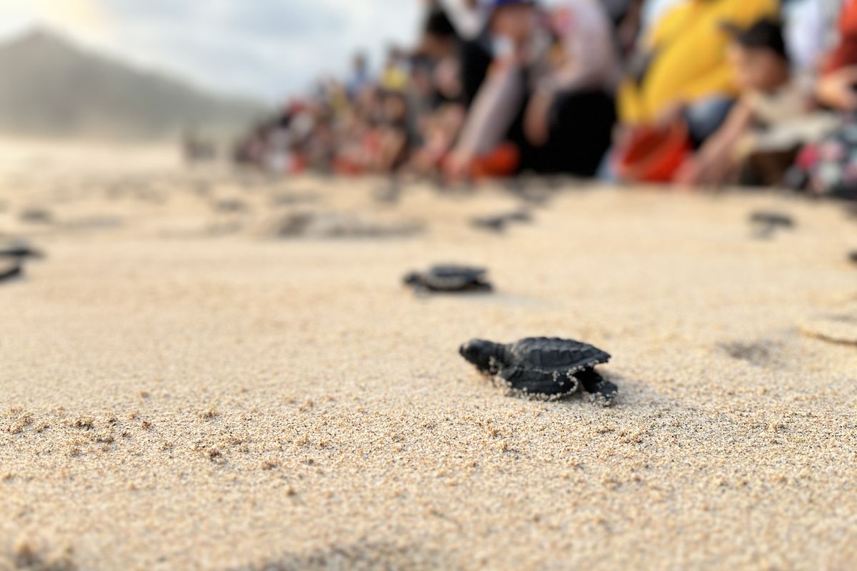 Masyarakat Berau jadi penjaga pantai peneluran penyu