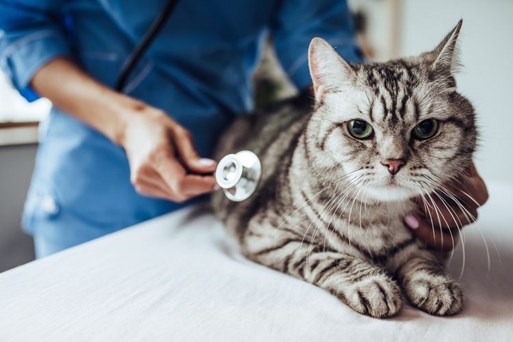 Ilustrasi kucing sedang diperiksa oleh dokter hewan. 