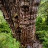 Wujud Pohon Tertua di Dunia yang Ditemukan di Hutan Chili