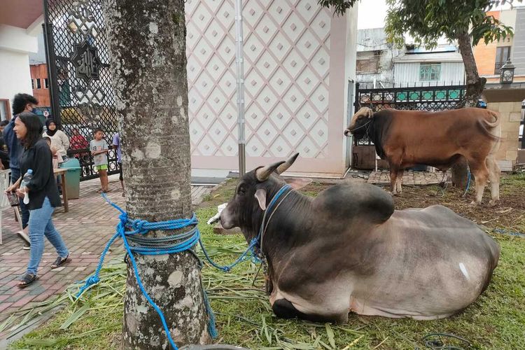 Sapi Ongole berbobot 850 bantuan dari Presiden Joko Widodo ditempatkan bersama sapi bantuan gubernur Maluku, Murad ismail di depan halaman Masjid Raya Al Fatah Ambon, Kamis (7/7/2022)