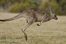 Kanguru Tidak Selalu Melompat, Studi Temukan