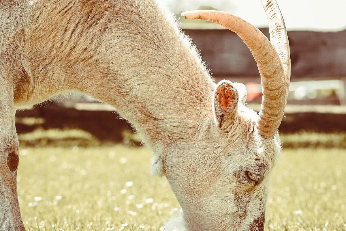 Ilustrasi kambing, ternak kambing. 