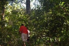 Pemerintah Dorong BUMDes Kelola Hutan Desa