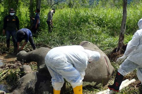 Gajah Jinak di Aceh Mati, Diduga karena Virus Herpes Endoteliotropik