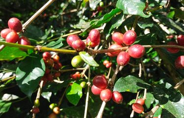 Kopi Robusta Manggarai Timur, Flores, NTT, Kamis, (6/10/2022)