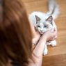 Mengapa Kucing Tiba-tiba Berhenti Mengeong?