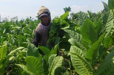 Harga Tembakau Anjlok, Petani di Madiun Keluhkan Musim Pancaroba