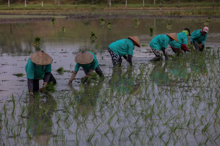 Cara Tanam Padi yang Baik dan Benar, Maju atau Mundur?