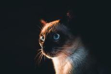 Mengapa Kucing Bisa Disebut Memiliki 9 Nyawa?