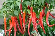 Mendag RI Minta Pedagang Pasar Tradisional Terima Pembayaran QRIS