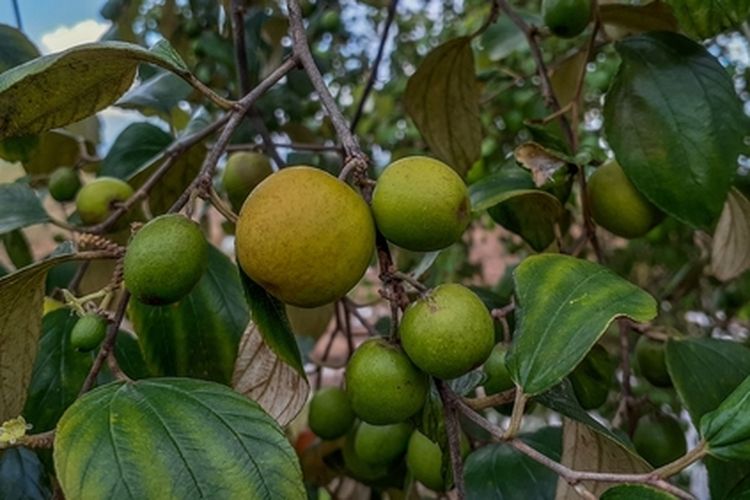 Ilustrasi pohon bidara