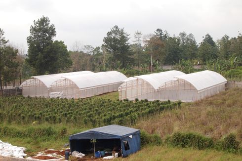 Berdayakan Petani Lokal, Dompet Dhuafa Luncurkan Green House Lido yang Mampu Tampung 1.600 Tanaman