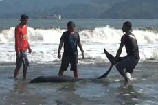 Kawanan Lumba-lumba Terjaring Nelayan di Pacitan, Ini Respons KKP
